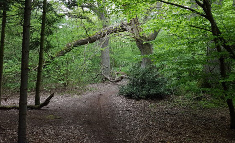 Staurby Skov Pavillon 7